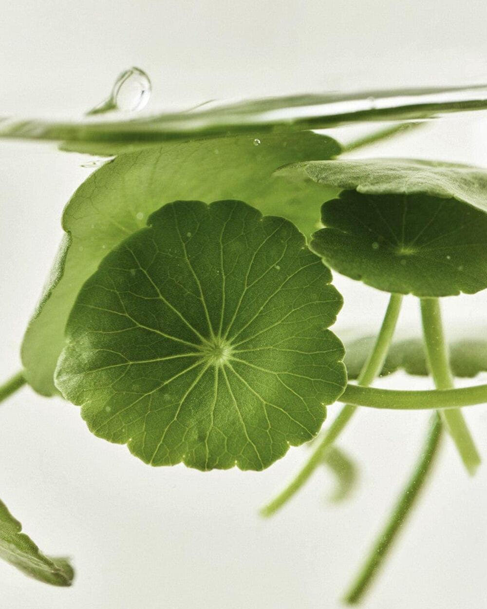 [Beauty of Joseon] Centella Asiatica Calming Mask 25ml X 10ea – Beauty of Joseon | ClozArt